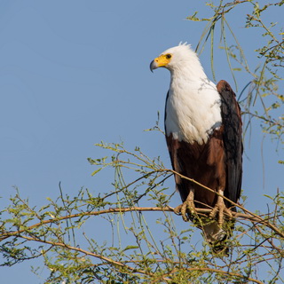  Lake Chamo - African Fish Eagle 